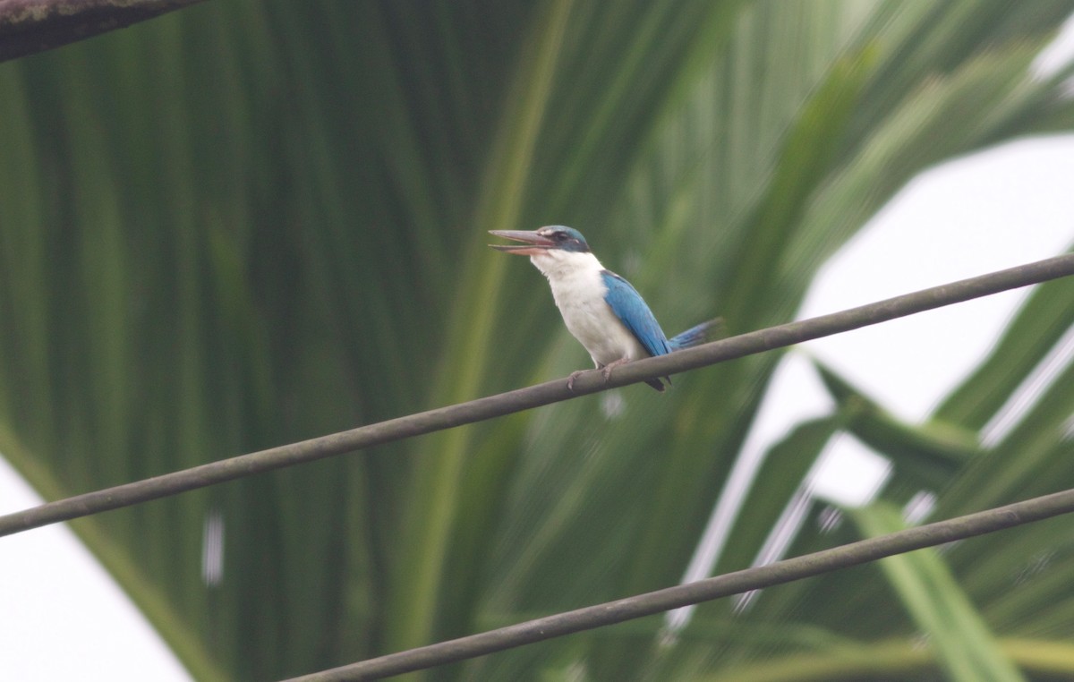 Collared Kingfisher (Collared) - Gary Brunvoll