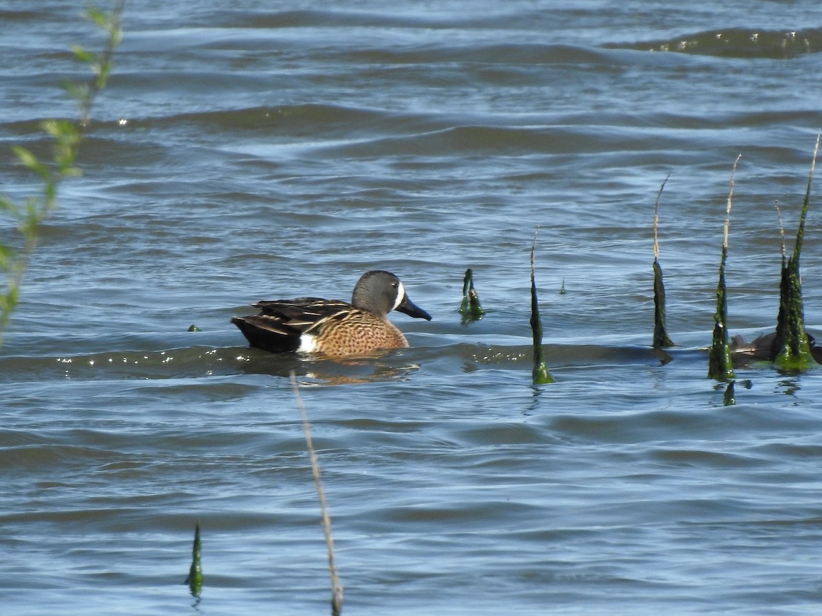 Blue-winged Teal - ML160458331