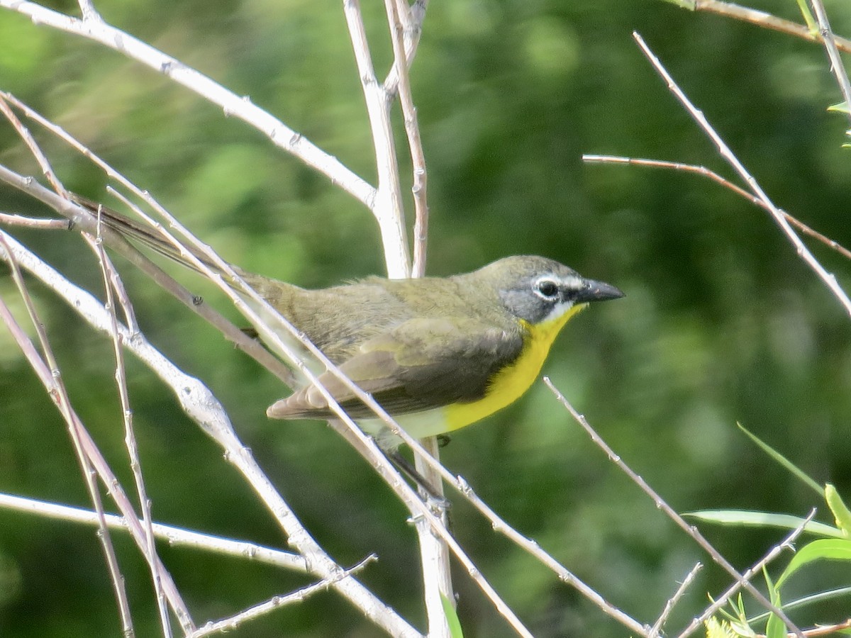 Yellow-breasted Chat - ML160460591