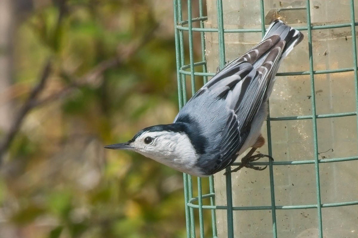 White-breasted Nuthatch (Eastern) - Duncan Mullis
