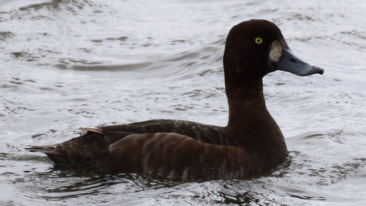 Greater Scaup - ML160461571
