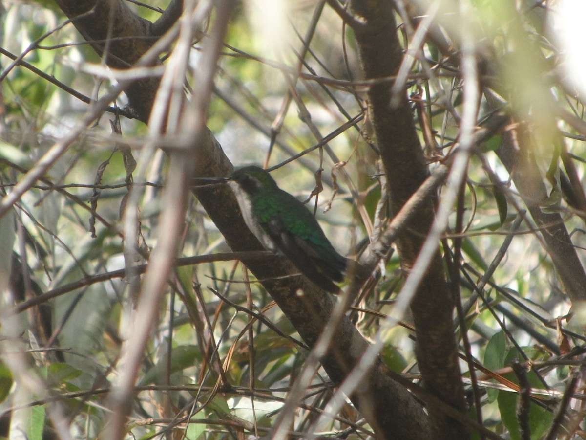 Short-tailed Emerald - ML160462551