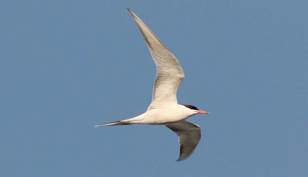 Common Tern - ML160464081
