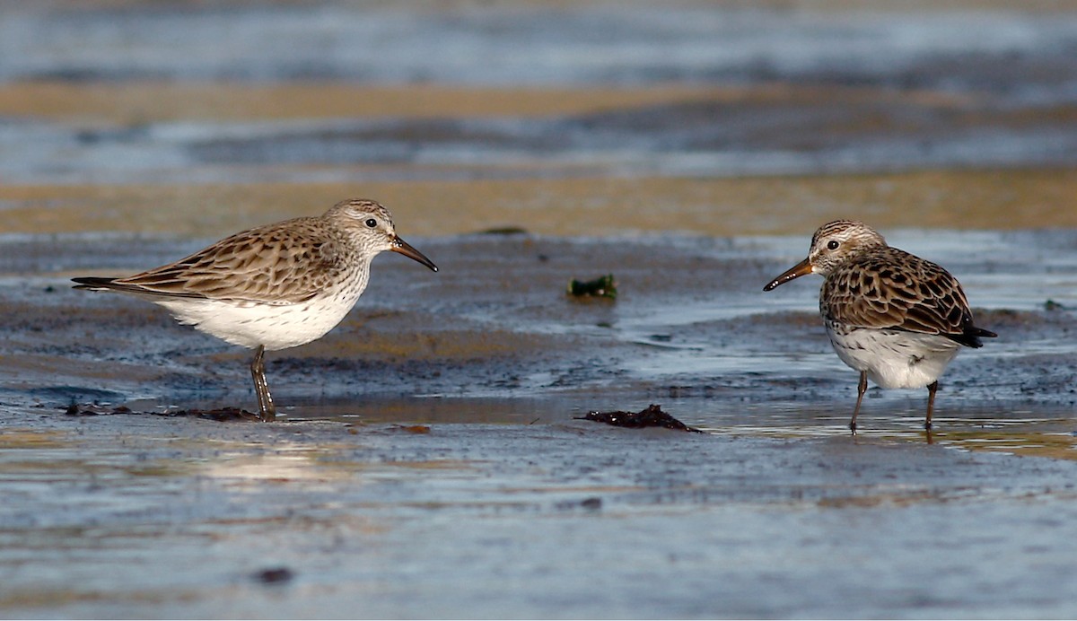 White-rumped Sandpiper - Gary Jarvis