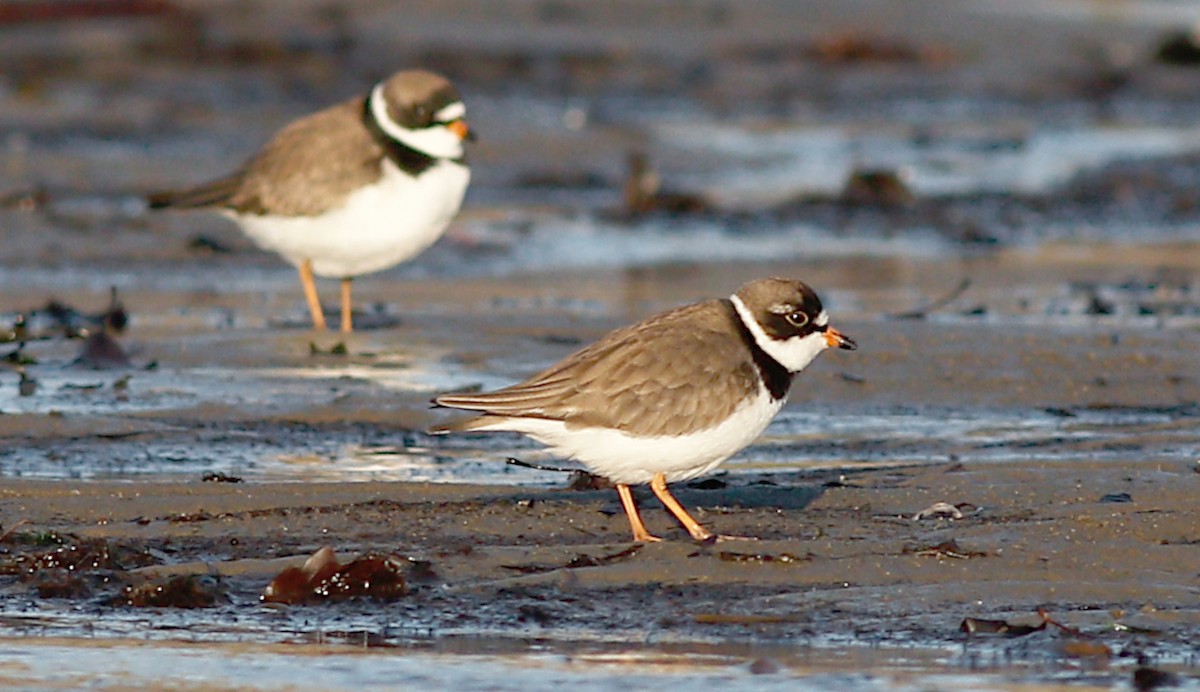 Semipalmated Plover - ML160465691