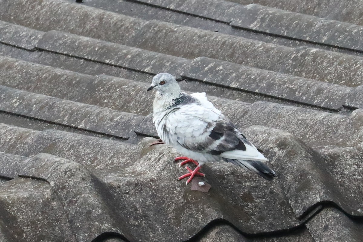 Rock Pigeon (Feral Pigeon) - ML160473531