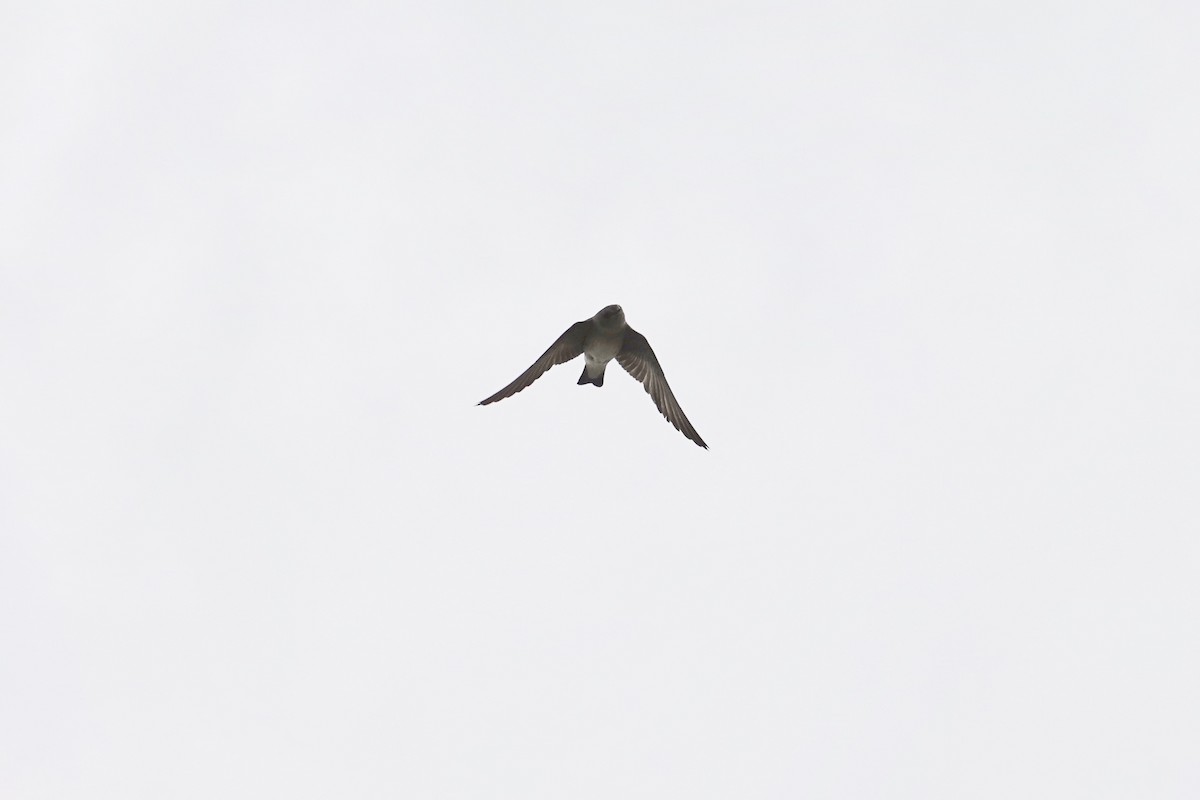 Northern Rough-winged Swallow - Mark Forney