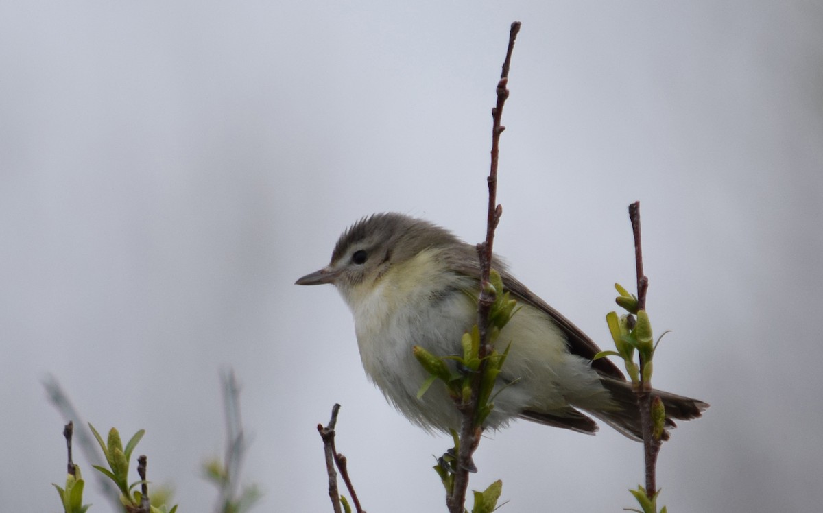 Warbling Vireo - Dominique Blanc