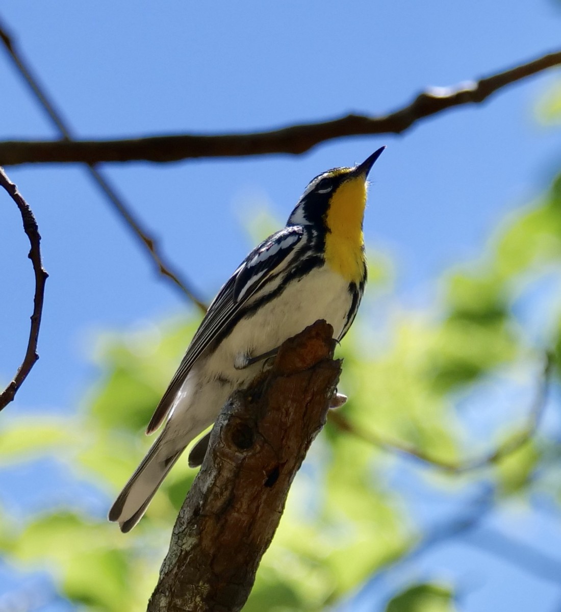 Yellow-throated Warbler - Valerie Gebert