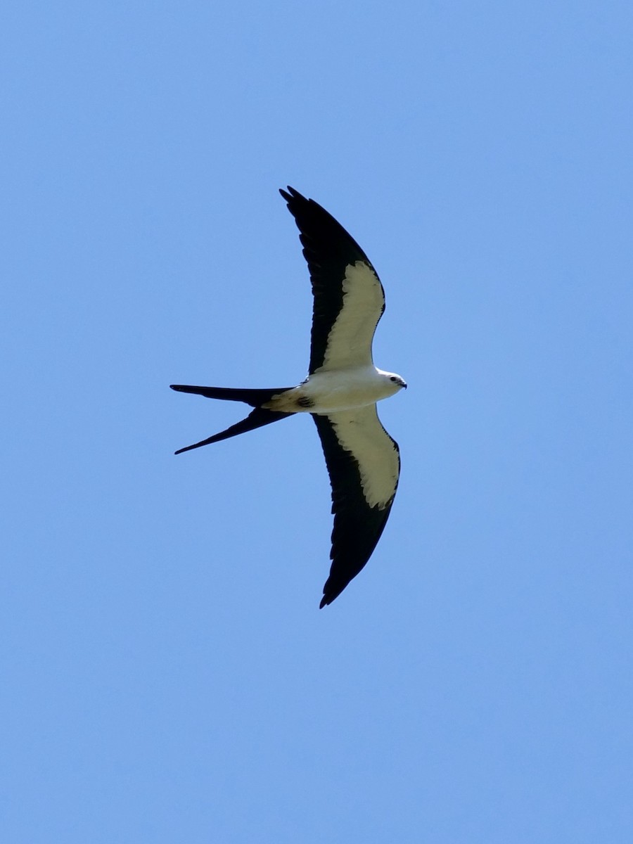 Swallow-tailed Kite - Valerie Gebert