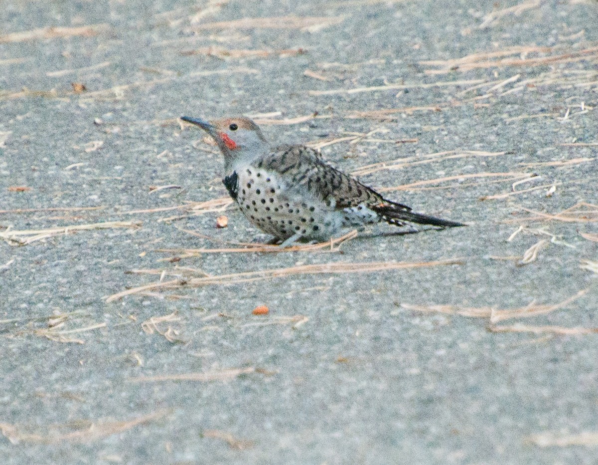 Northern Flicker (Red-shafted) - ML160486801