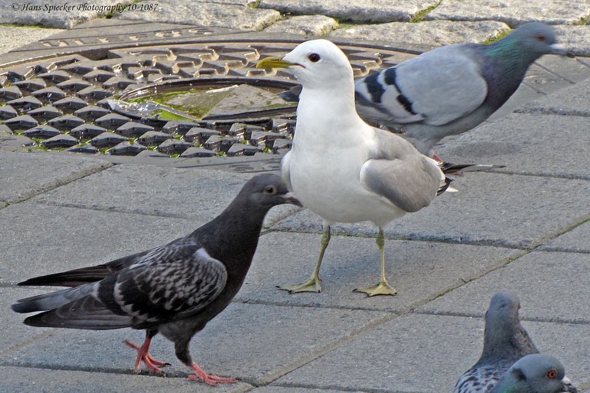 Rock Pigeon (Feral Pigeon) - ML160493201
