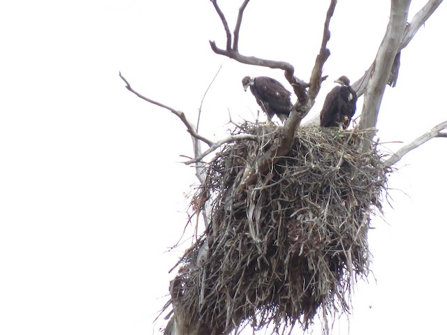 Nest (California, United States) - Golden Eagle - 