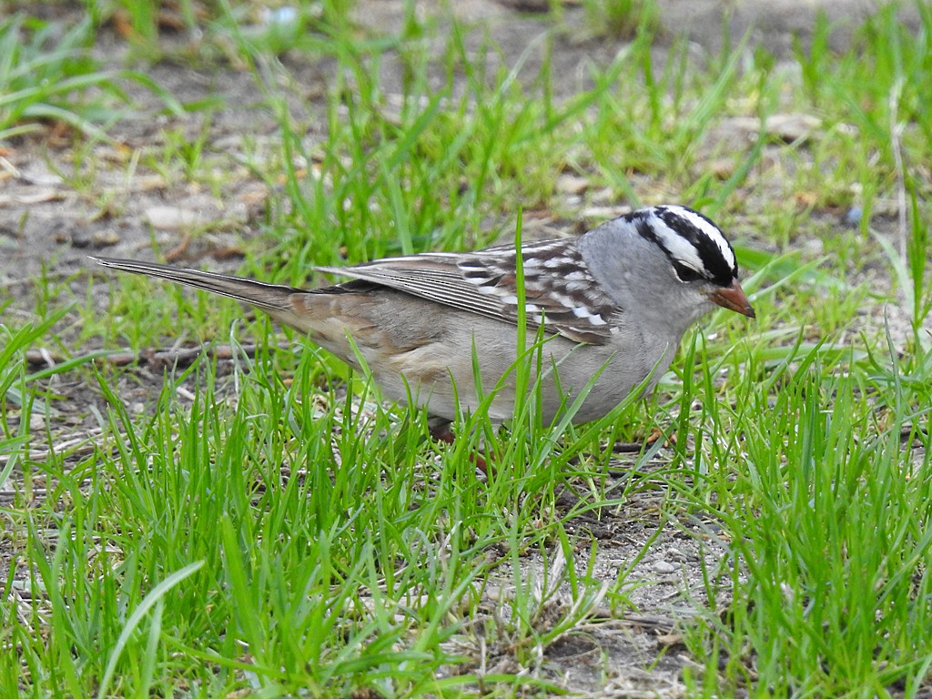 White-crowned Sparrow - Richard Garrigues
