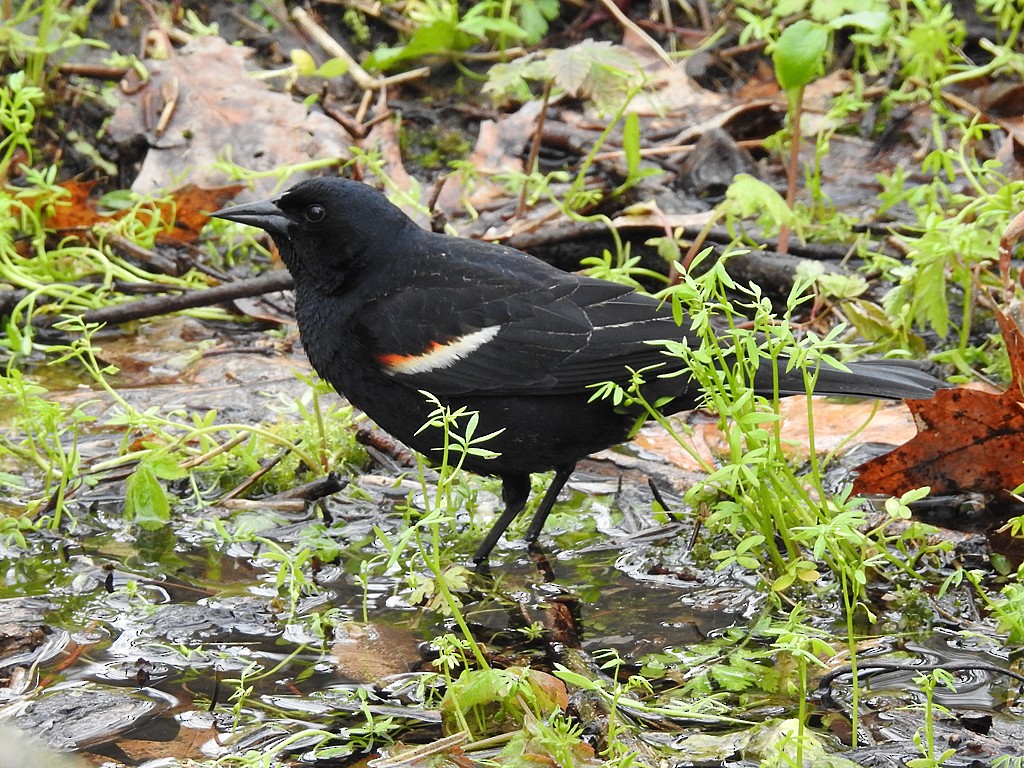 Red-winged Blackbird - Richard Garrigues