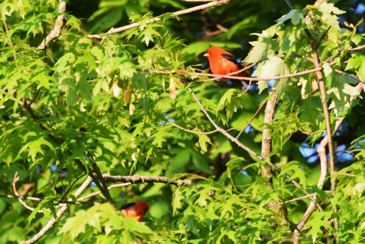 Scarlet Tanager - ML160499981
