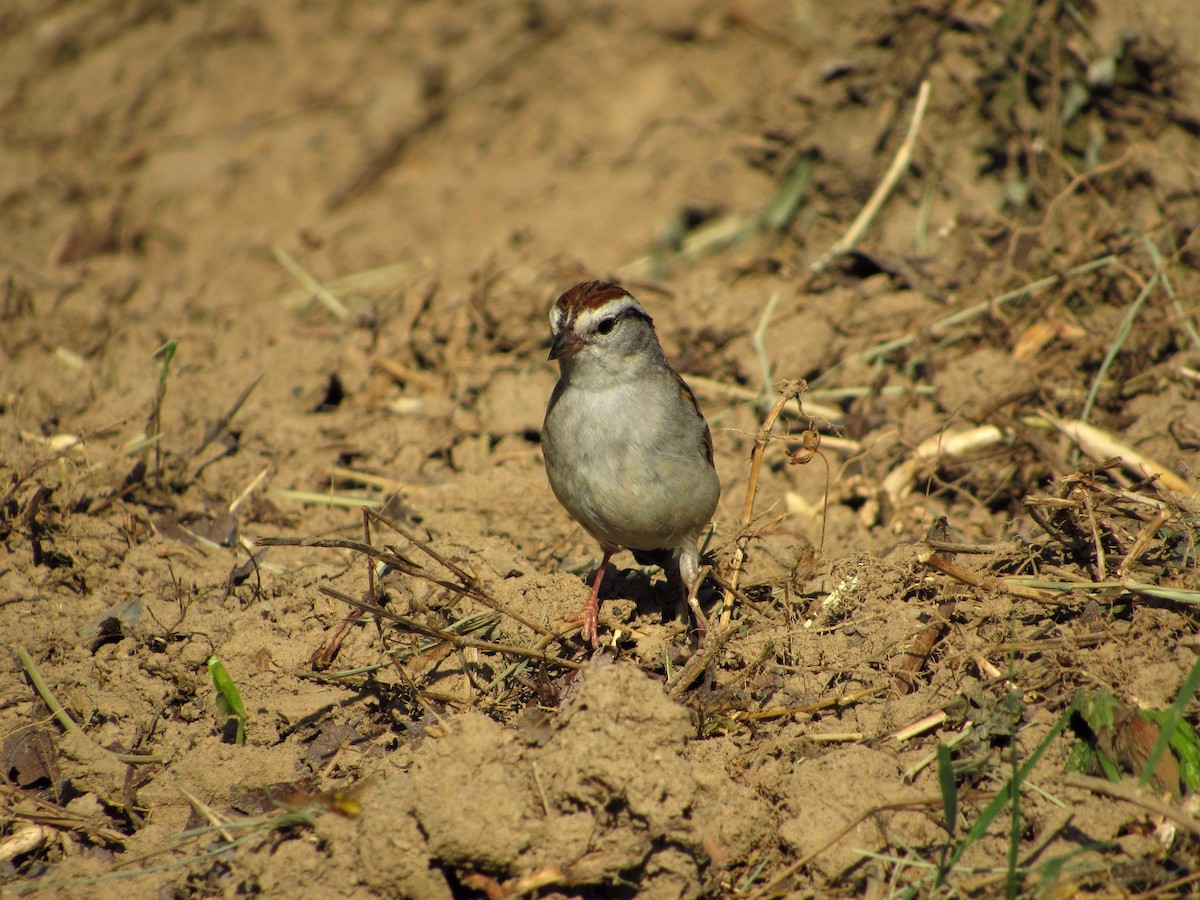 Chipping Sparrow - ML160500091