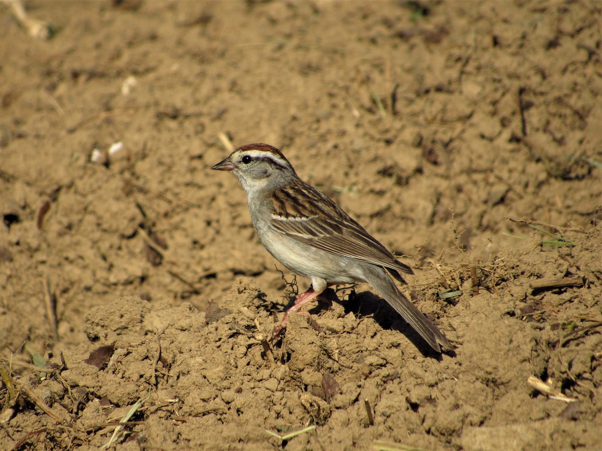 Chipping Sparrow - ML160500331