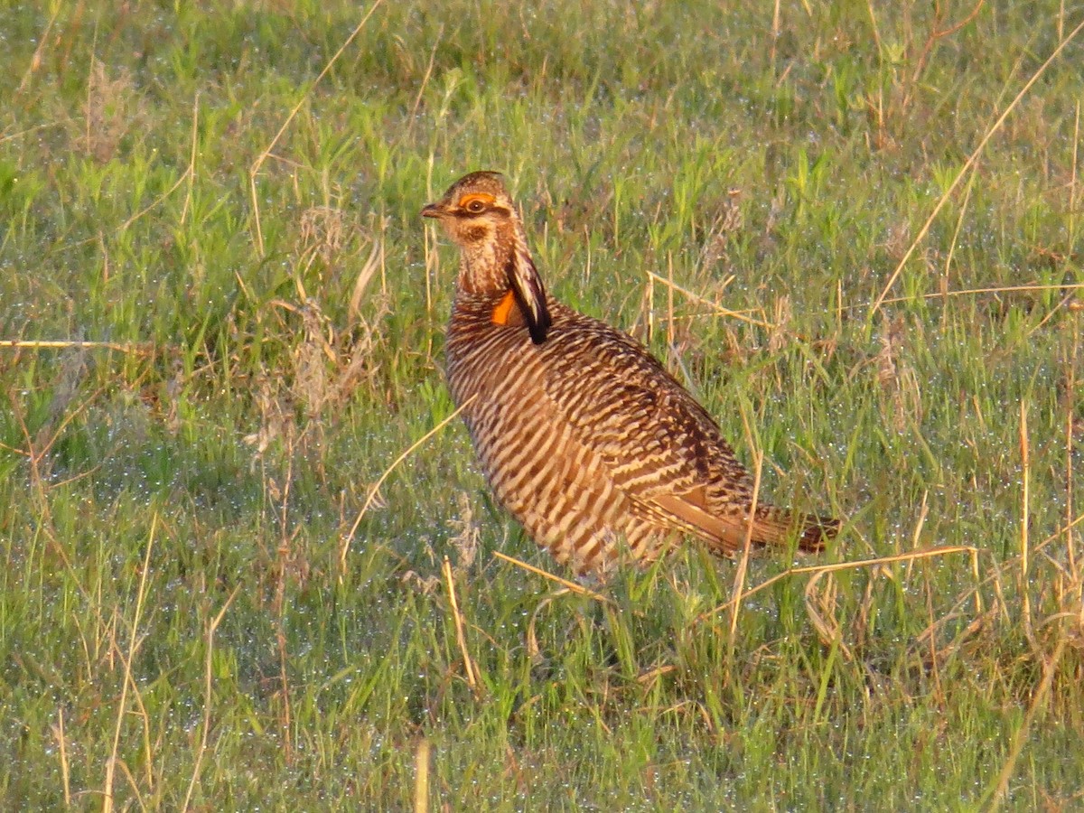 Greater Prairie-Chicken - WS Barbour
