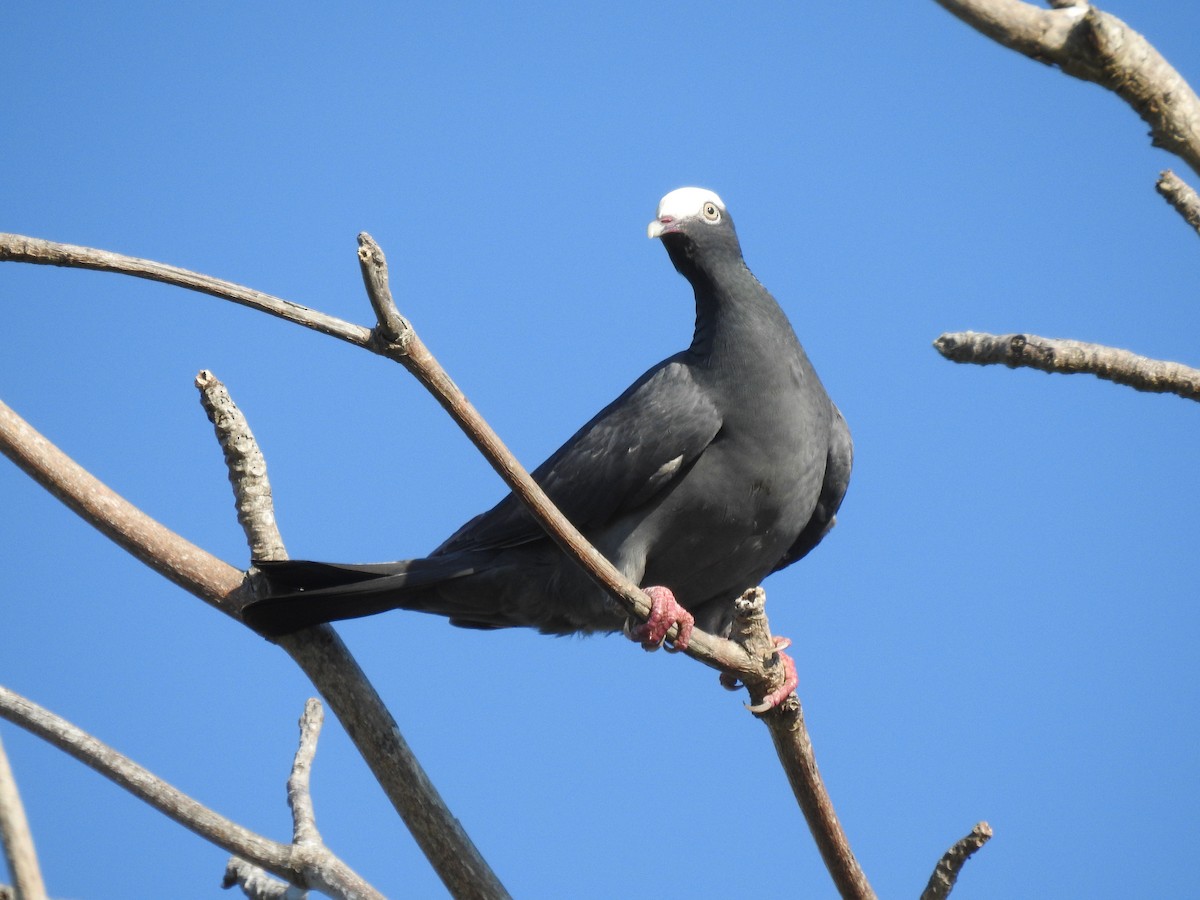 White-crowned Pigeon - ML160515191