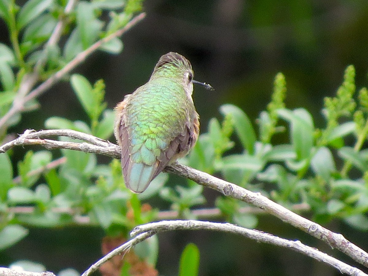 Broad-tailed Hummingbird - ML160519481