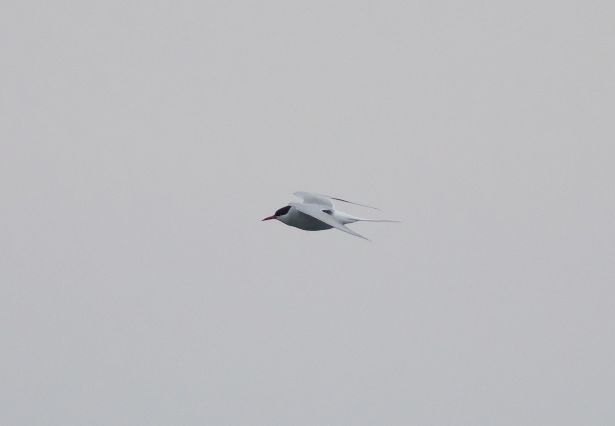 Arctic Tern - ML160519571