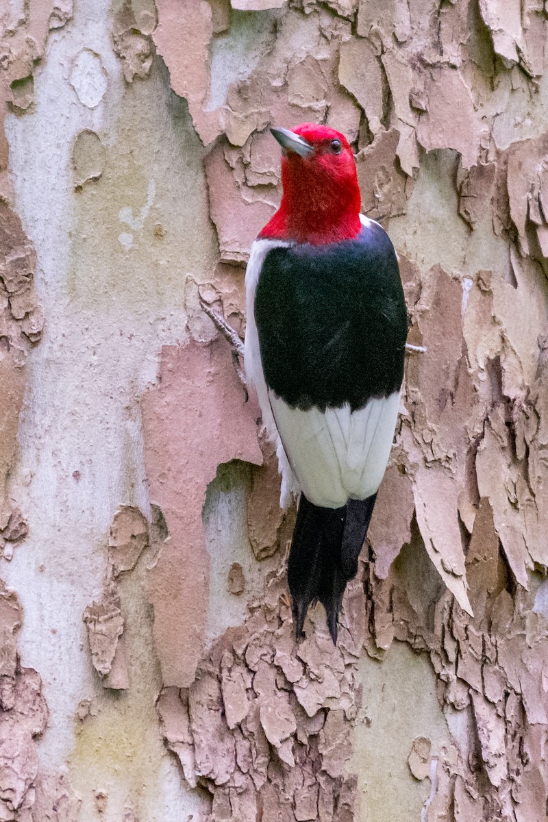 Red-headed Woodpecker - James Hoagland