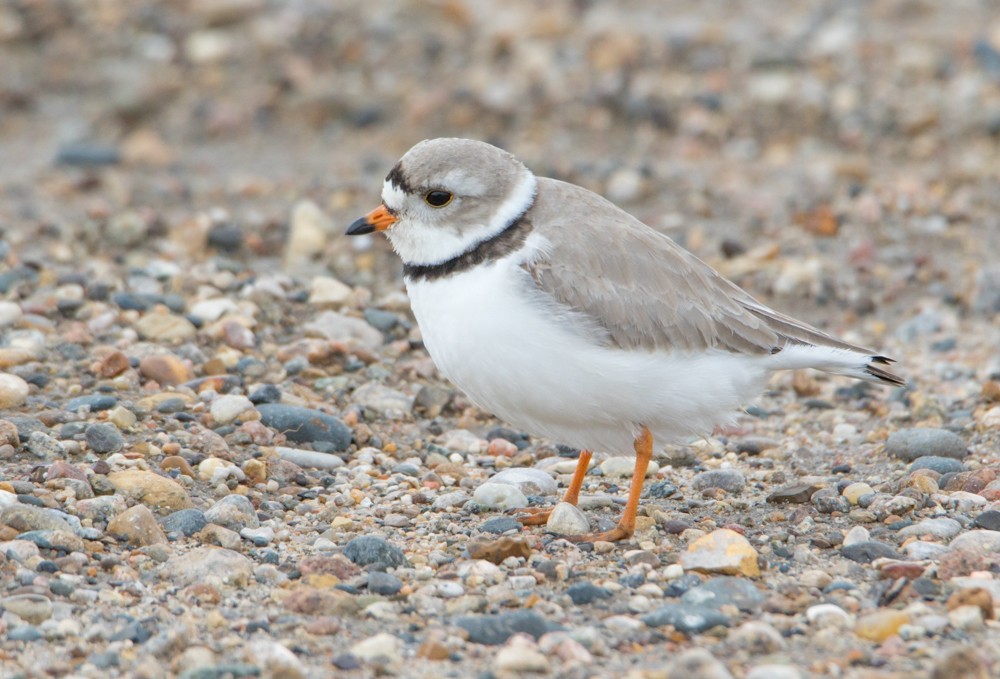 Piping Plover - ML160521451