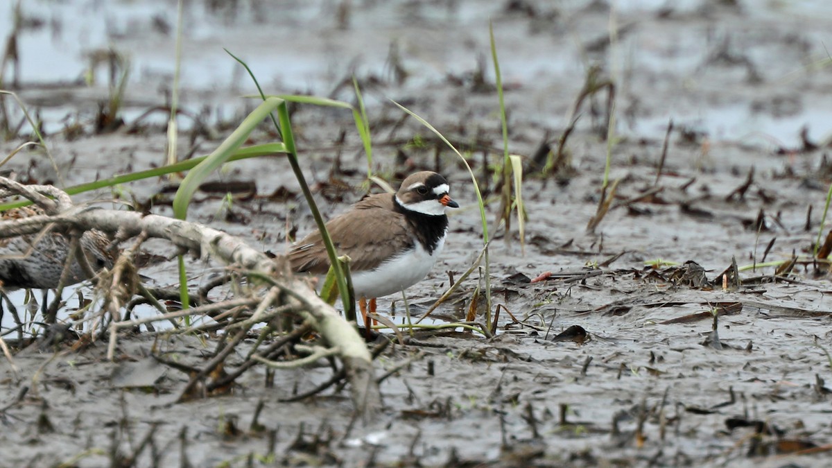 Semipalmated Plover - ML160524851
