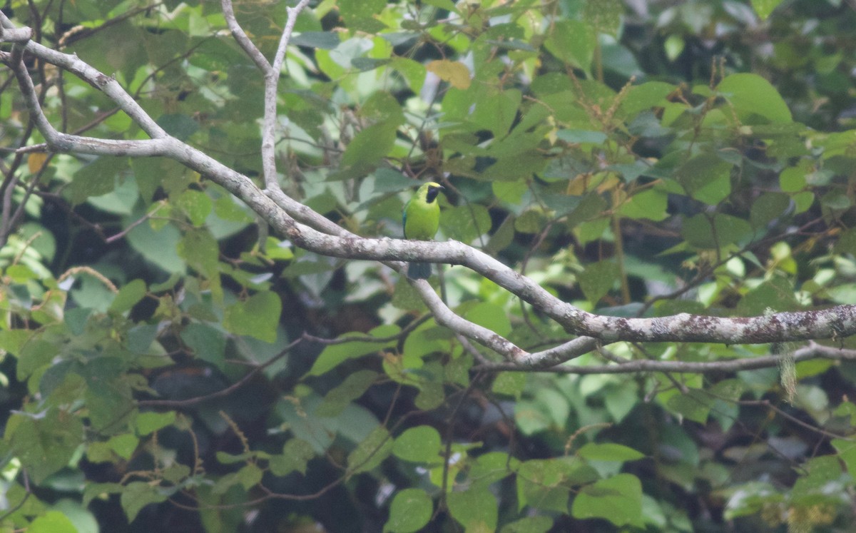 Bornean Leafbird - ML160525301