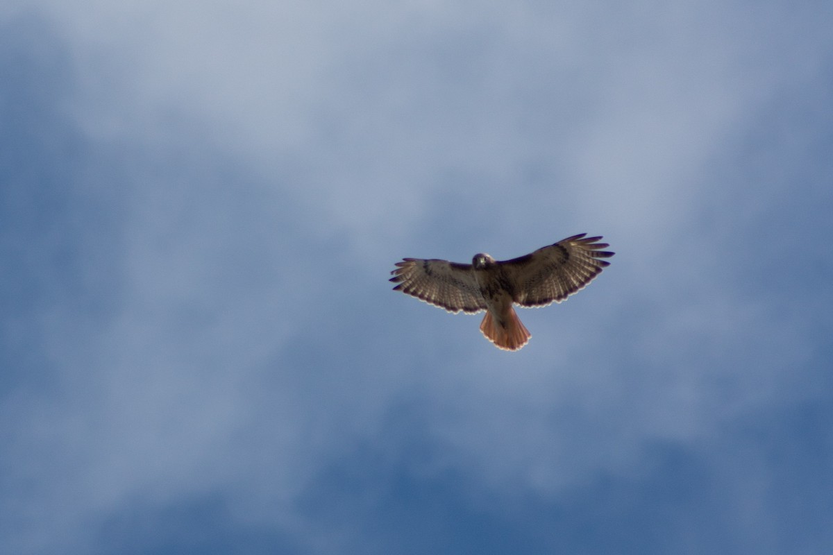 Red-tailed Hawk - ML160525591
