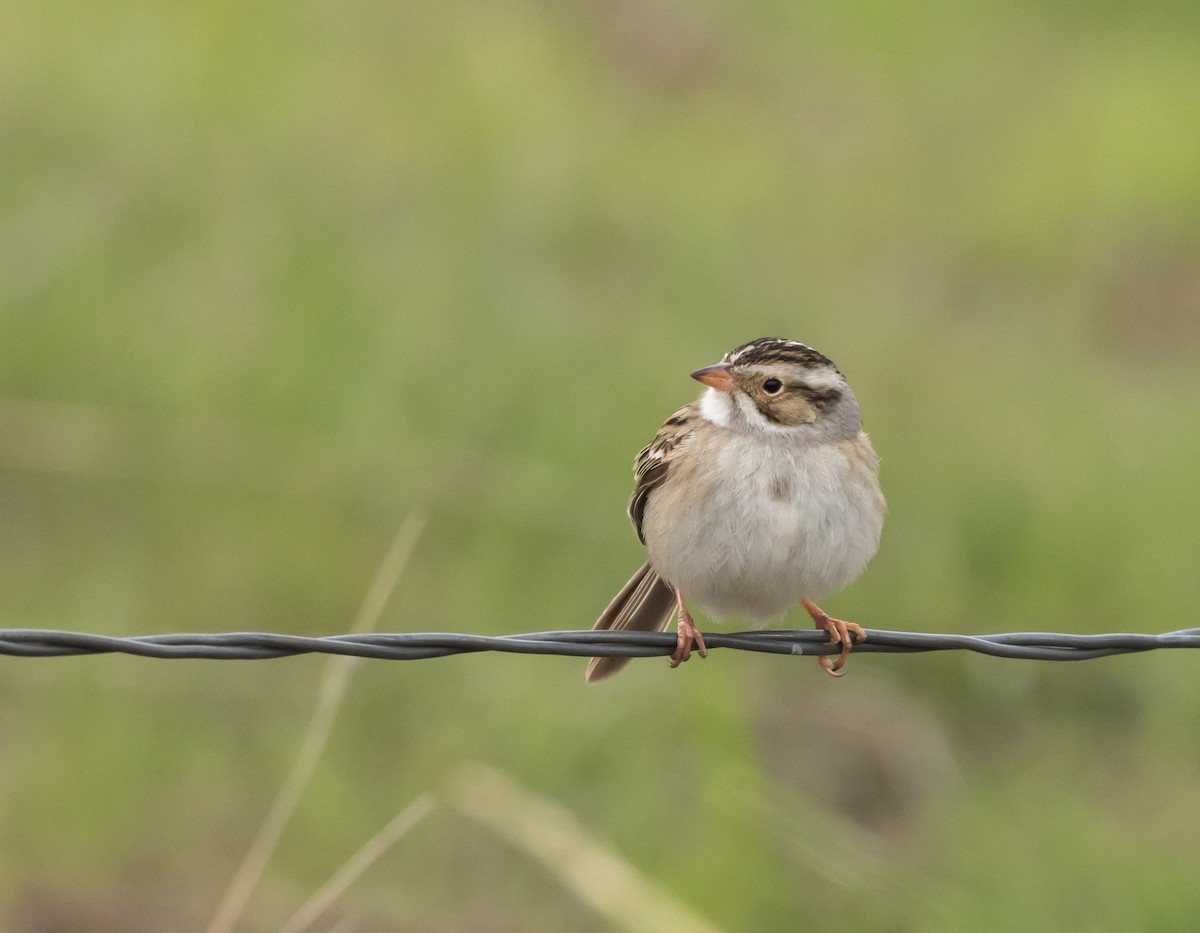 Clay-colored Sparrow - ML160528751