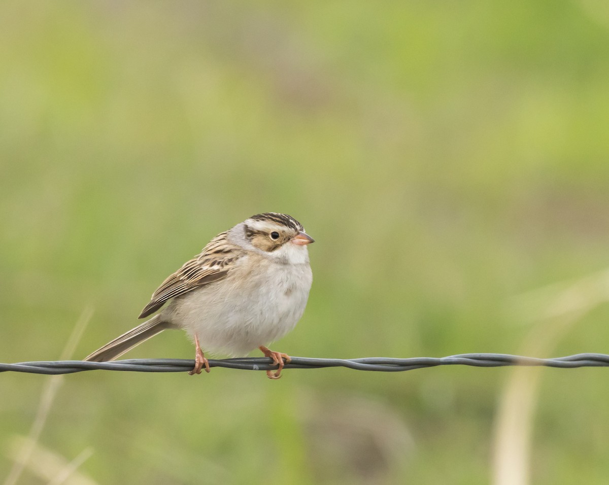 Clay-colored Sparrow - ML160528761