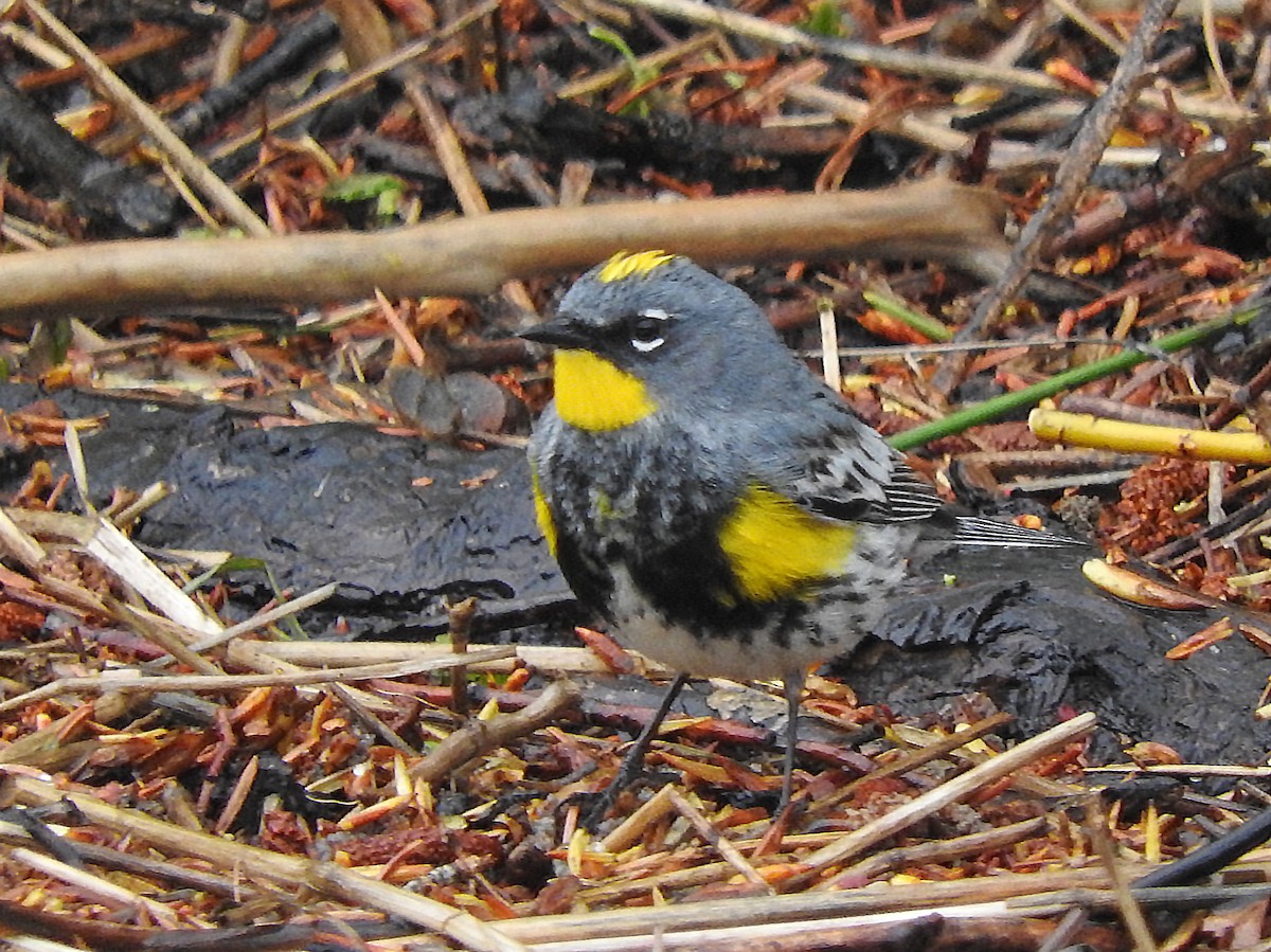 Yellow-rumped Warbler (Audubon's) - Tresa Moulton