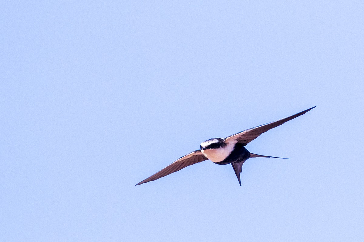 White-backed Swallow - Laurie Ross | Tracks Birding & Photography Tours