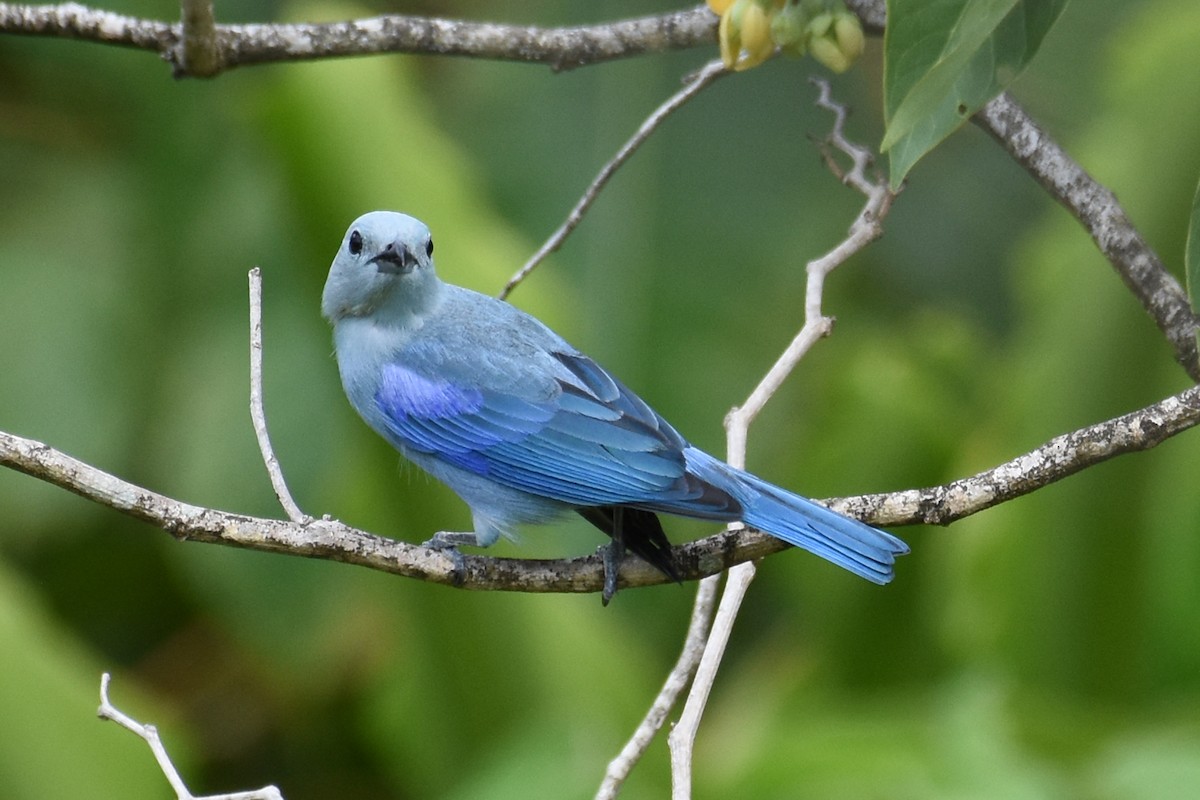 Blue-gray Tanager - ML160536801