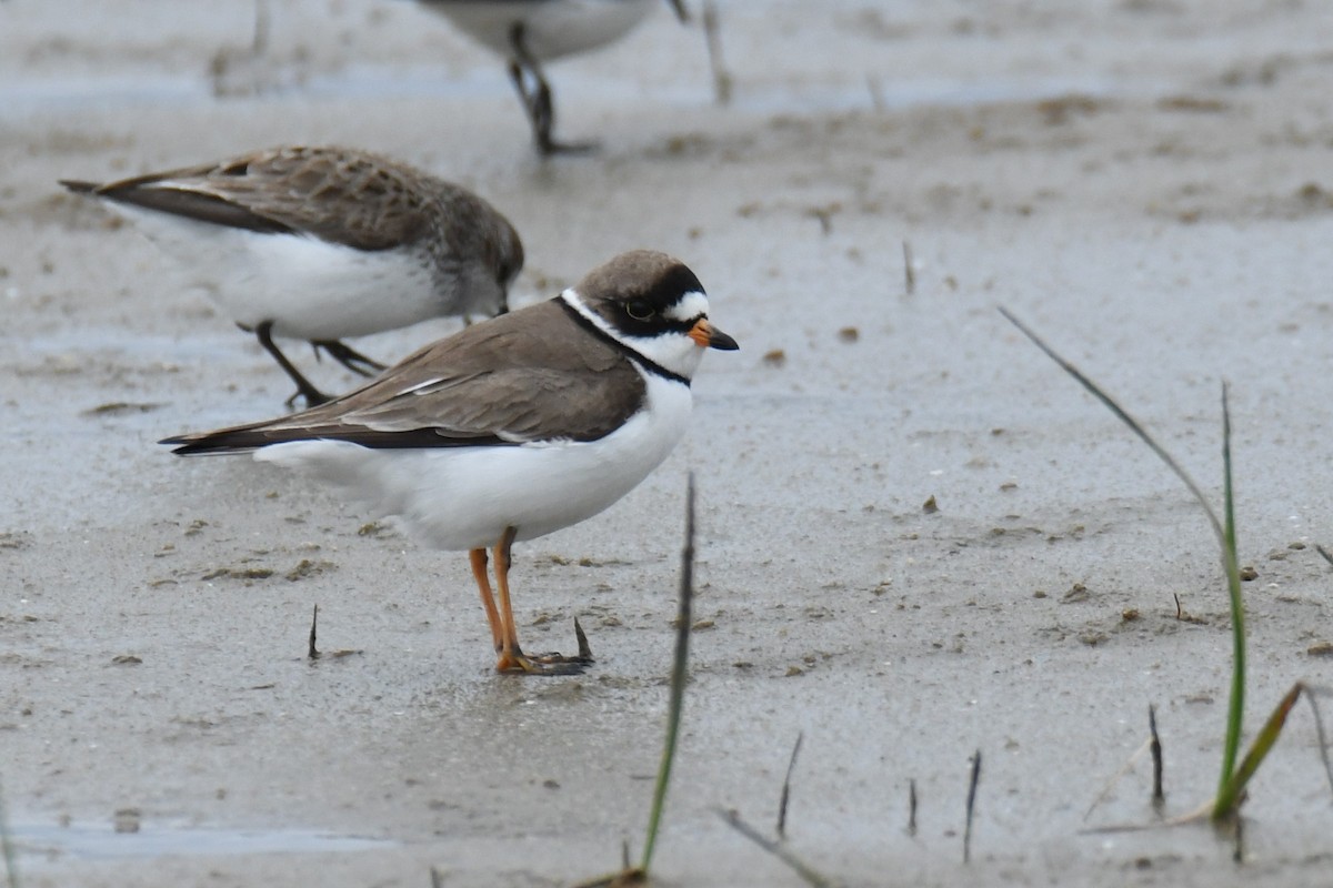 Semipalmated Plover - ML160537961