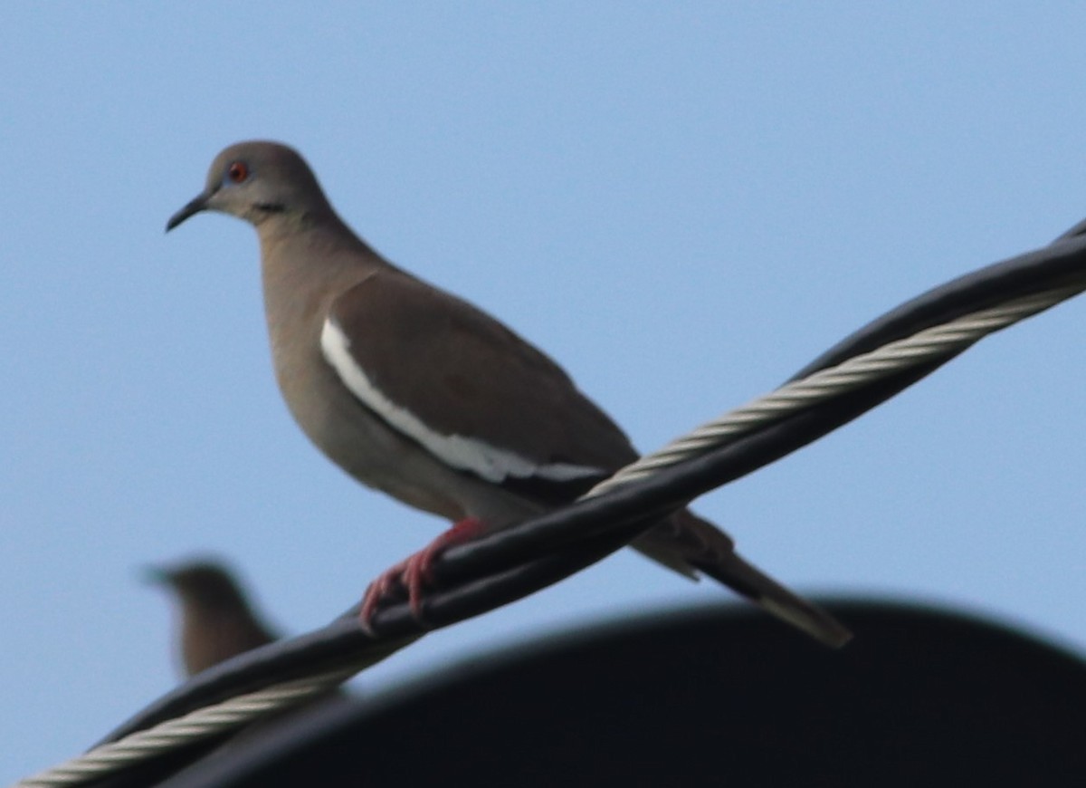White-winged Dove - ML160538001