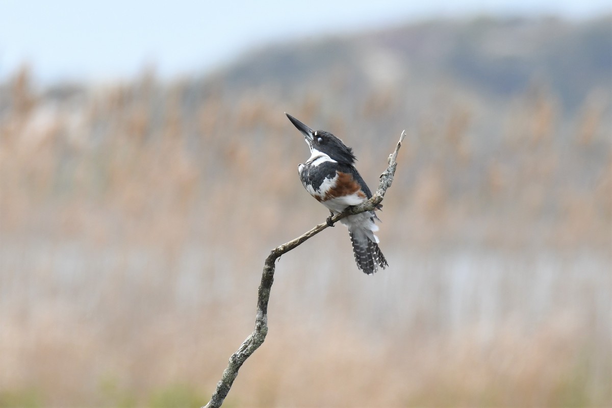 Belted Kingfisher - Ted Bradford