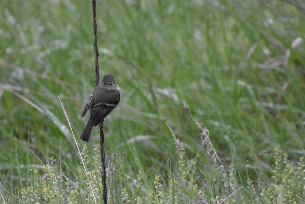 Least Flycatcher - Claire H