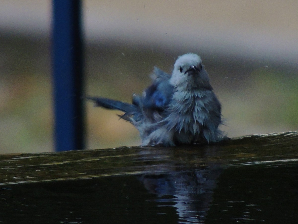 Blue-gray Tanager - ML160545801