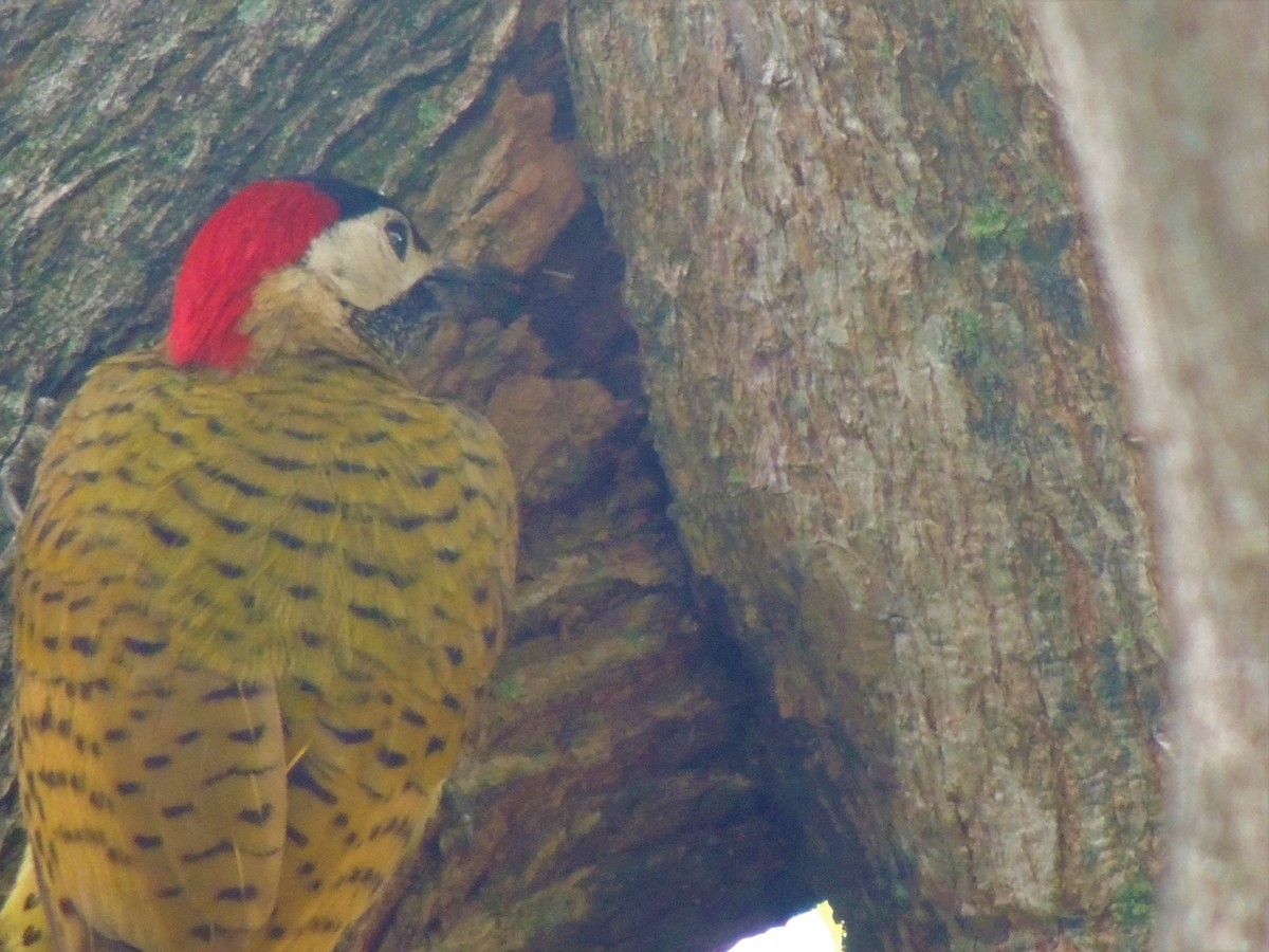Spot-breasted Woodpecker - ML160546831