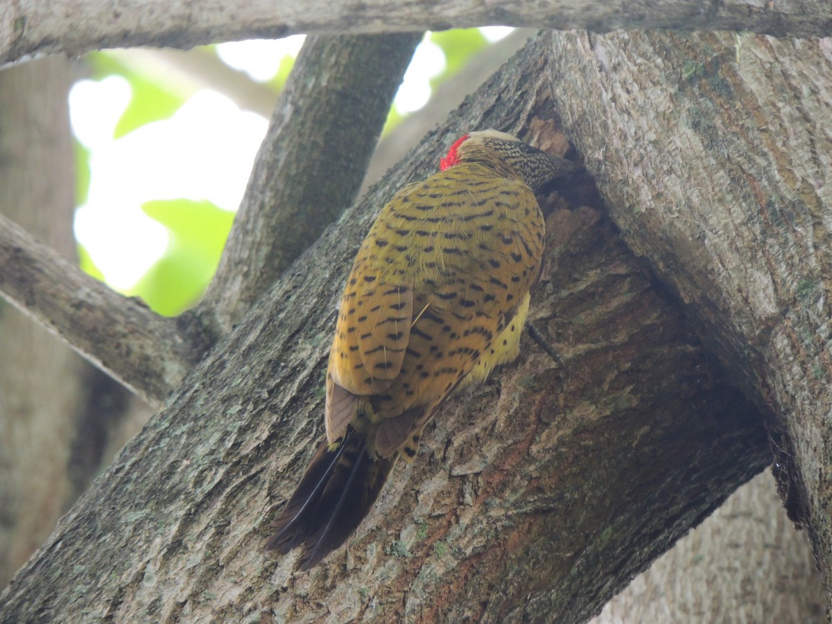 Spot-breasted Woodpecker - Jennifer Castañeda Oviedo