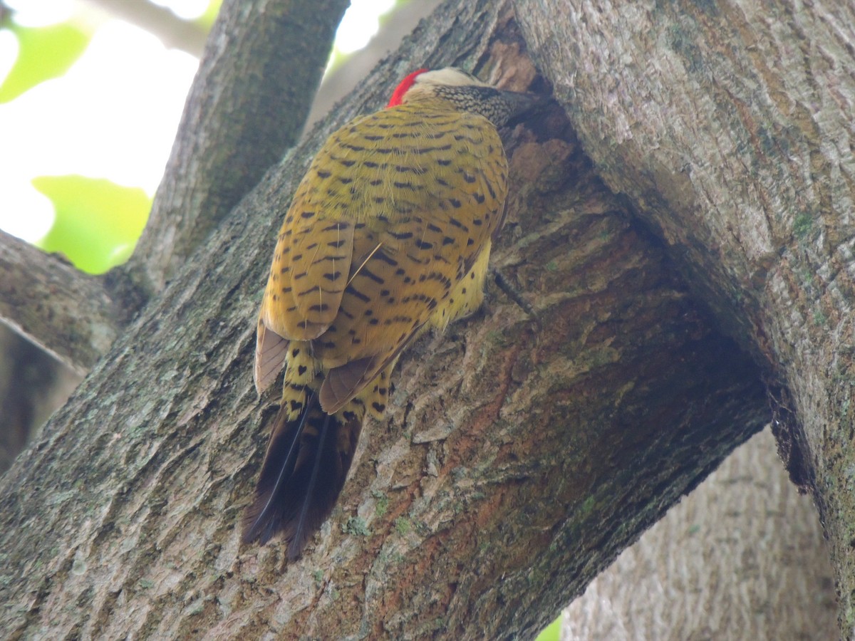 Spot-breasted Woodpecker - ML160546881