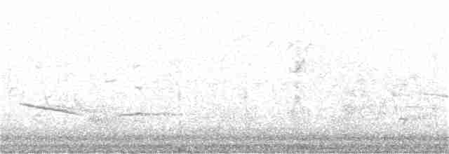 Avustralya Saksağanı (hypoleuca) - ML160550501