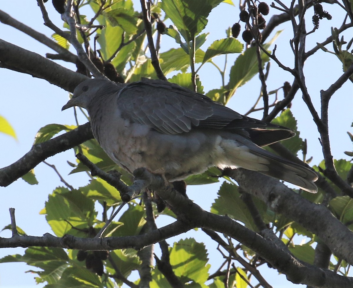 Band-tailed Pigeon - Bradley Waggoner