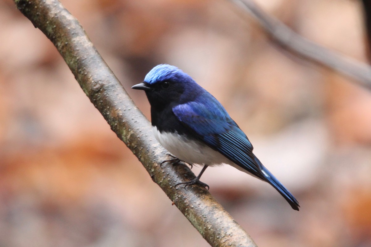 Blue-and-white Flycatcher - ML160554541