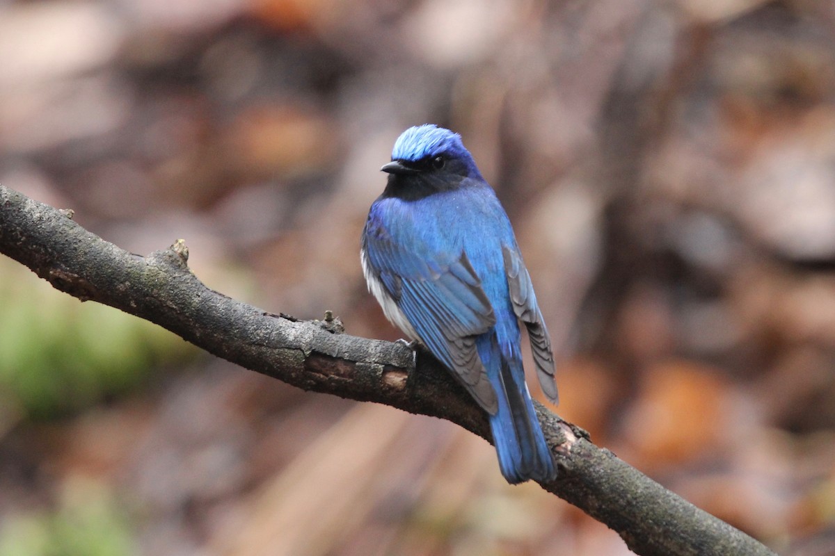 Blue-and-white Flycatcher - ML160554621