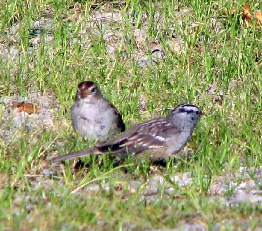 White-crowned Sparrow - ML160559991