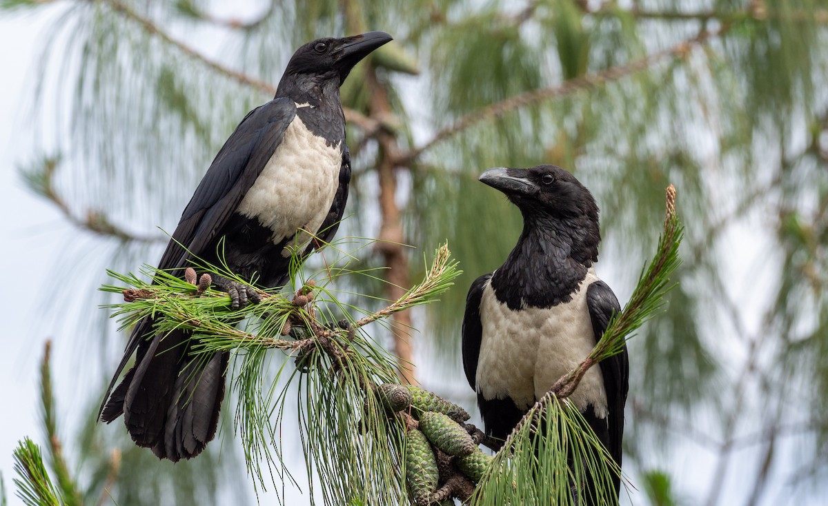 Pied Crow - Forest Botial-Jarvis